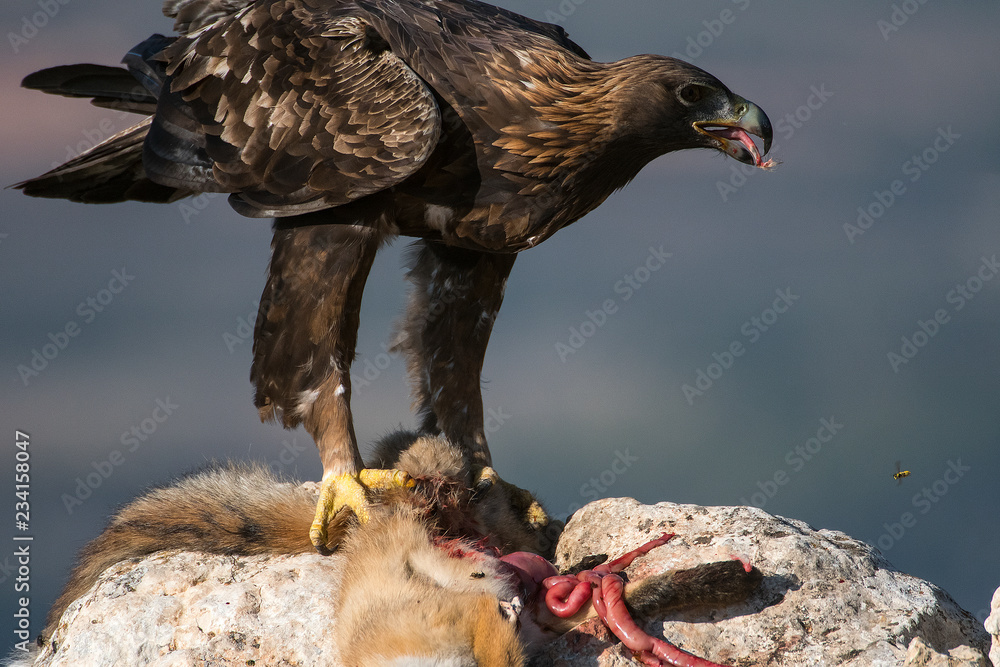aquila reale