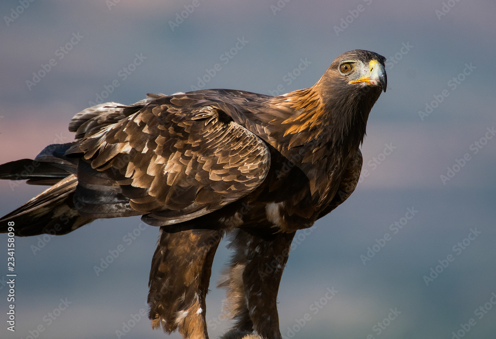 aquila reale
