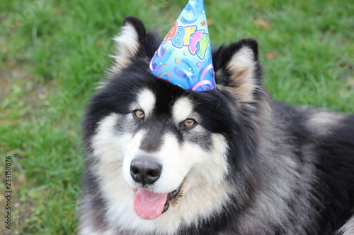 Party im Garten mit dem Hund