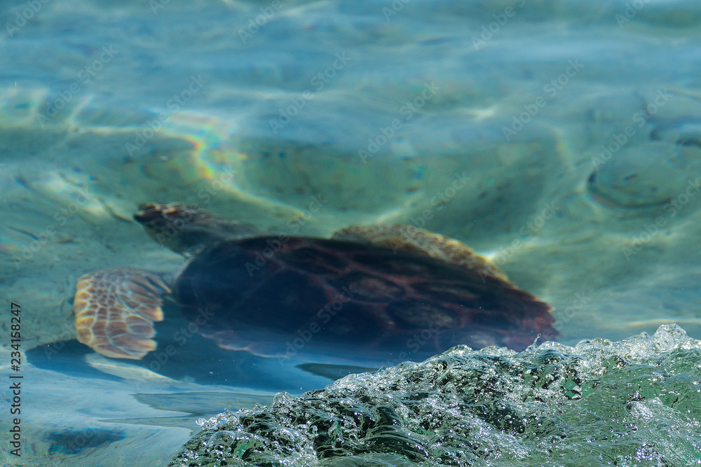 caretta