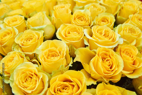 Fresh cut yellow roses and arrangements in florist shop  tracking shot