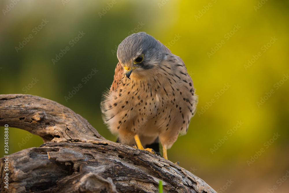 gheppio