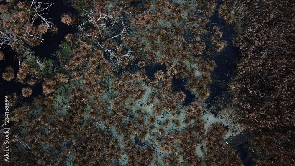 swamp nature wetland green water grass autumn swamp nature wetland green water grass autumn