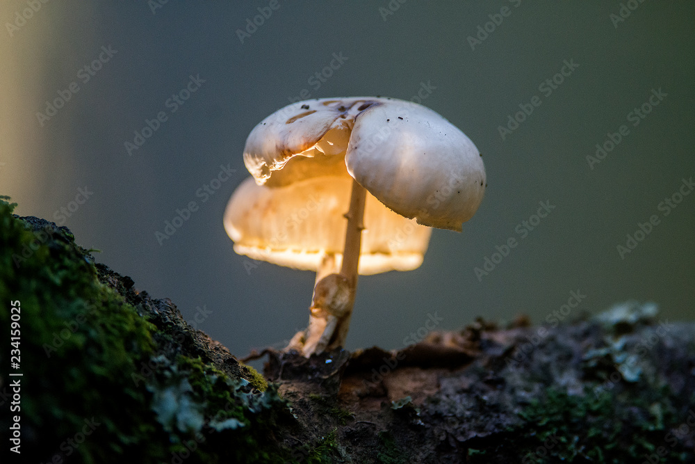 fungo