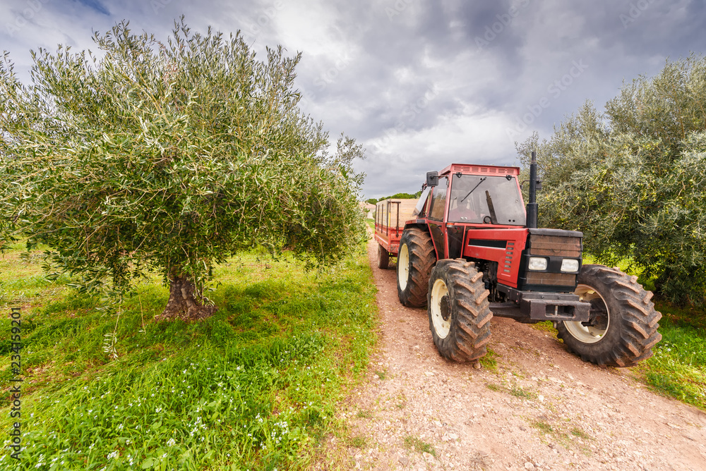 Naklejka premium Olive picking in Italy. Tractor takes out the harvest
