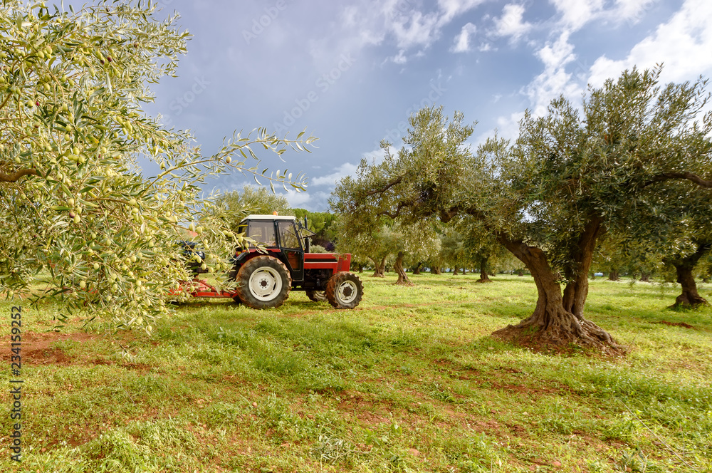 Naklejka premium Olive picking in Italy. Tractor takes out the harvest