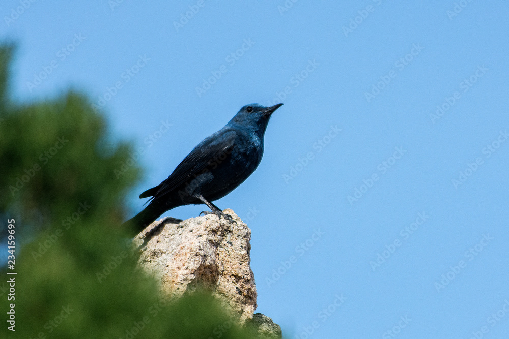 passero solitario