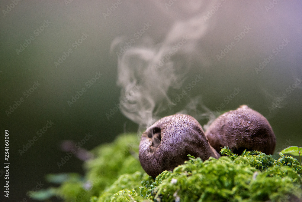 fungo