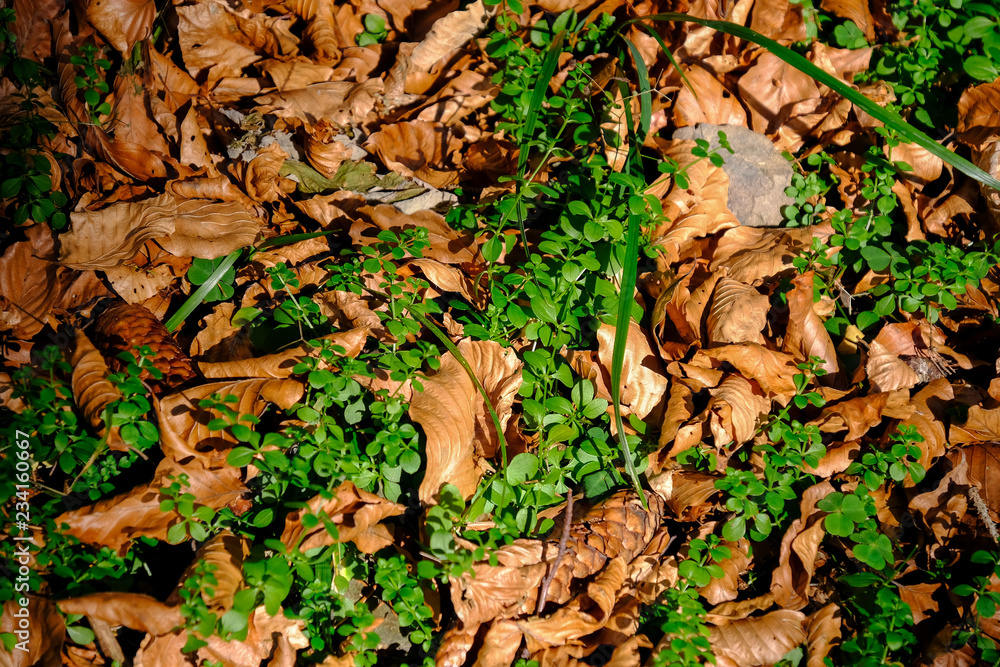 Autumn forest floor Autumn forest floor