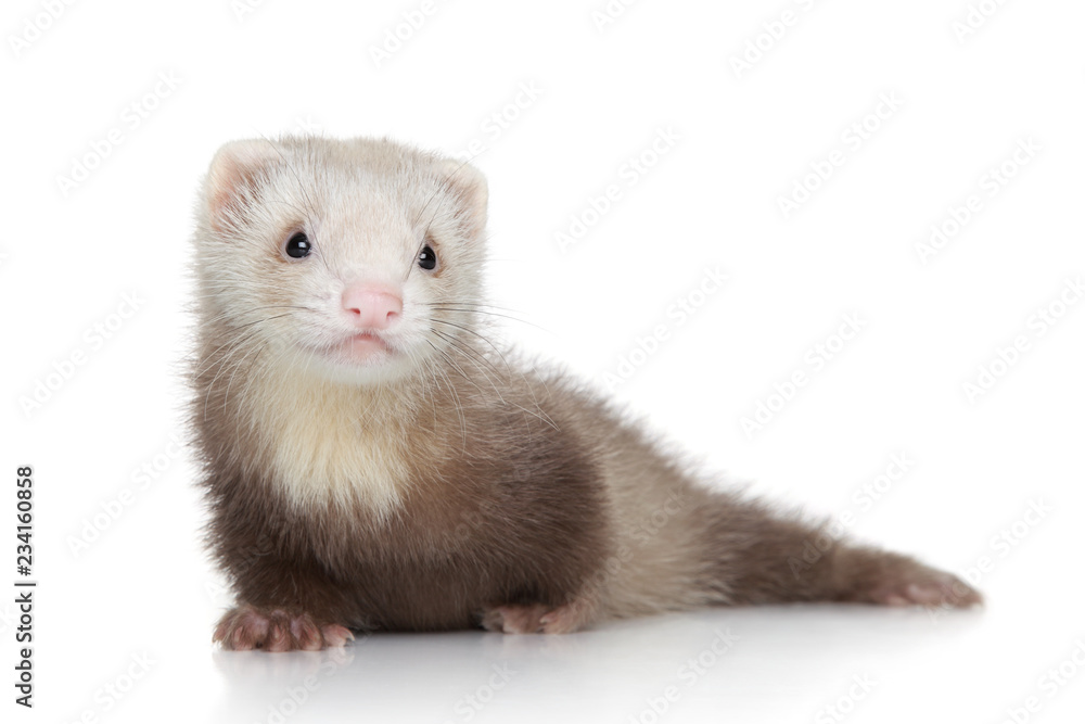 Obraz premium Ferret puppy on white background
