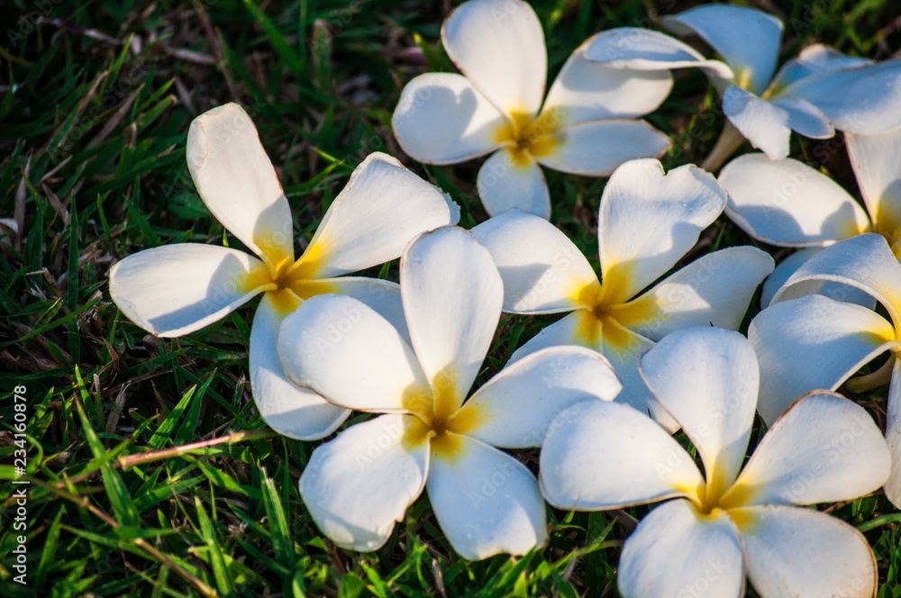 White Hawaiian plumeria on a grass, close up 