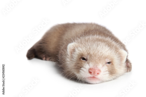 Ferret sleeps sweetly on white background