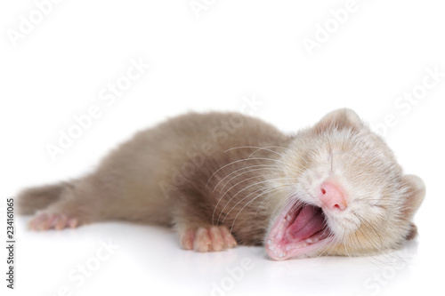 Ferret puppy yawns lying on a white background © jagodka