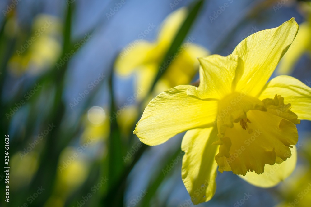 Yellow flowers in spring Yellow flowers in spring