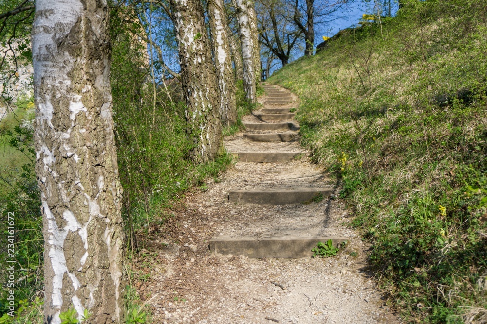 A hiking stairway next to some birch trees