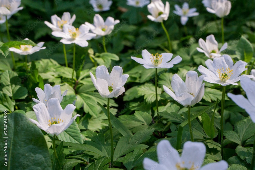 White spring flowers