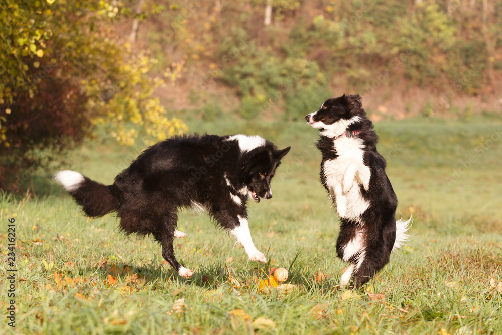 Border Collies spielen im Herbst Border Collies spielen im Herbst