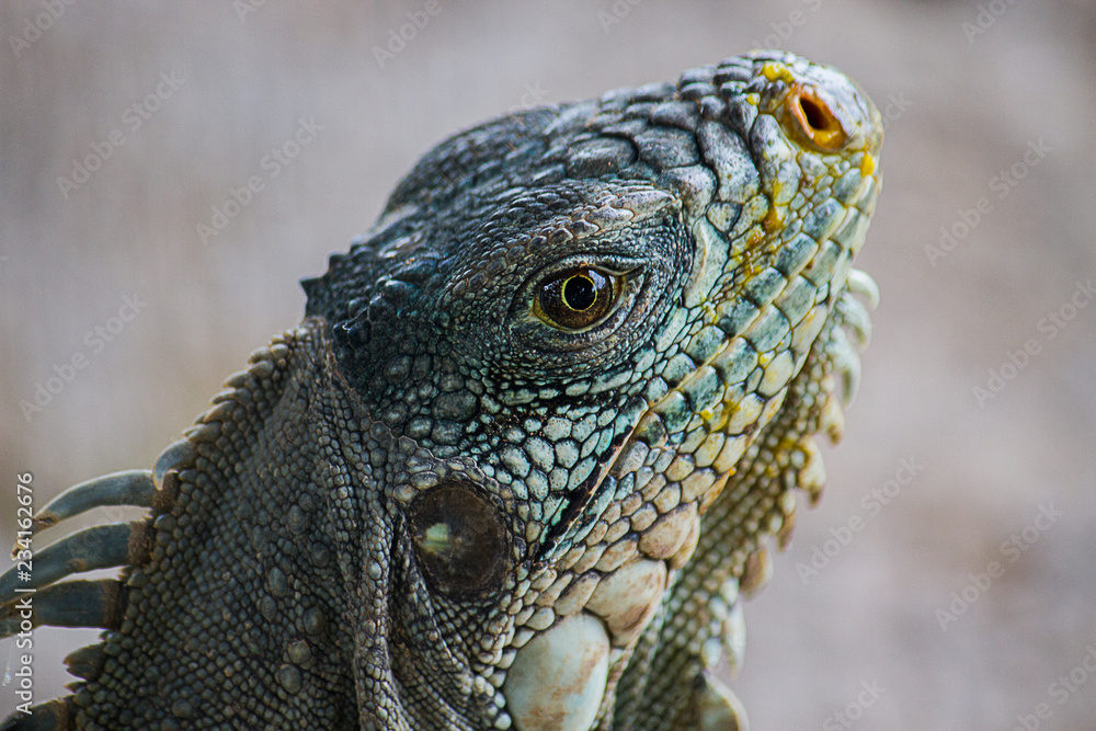 Fototapeta premium reptil