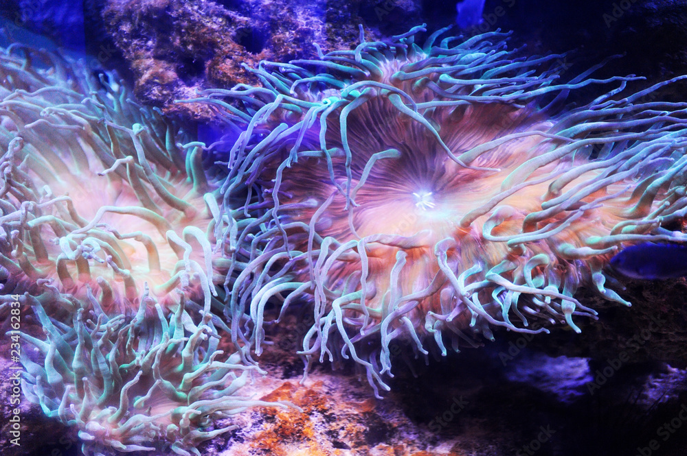 Beautiful background of the underwater world. Beautiful background of the underwater world.