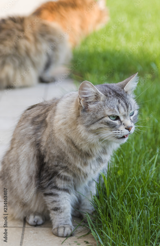 Tender domestic cat of siberian breed on the grass green