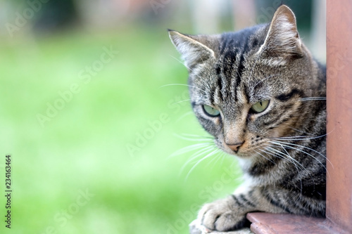 Brown tabby cat lying in the garden with curious look. Selective focus, beautiful green bokeh. © jelena990
