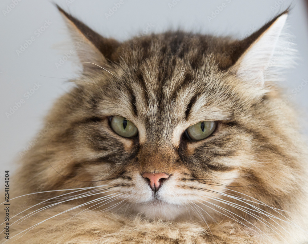 Beautiful foreground of a siberian cat, brown tabby male