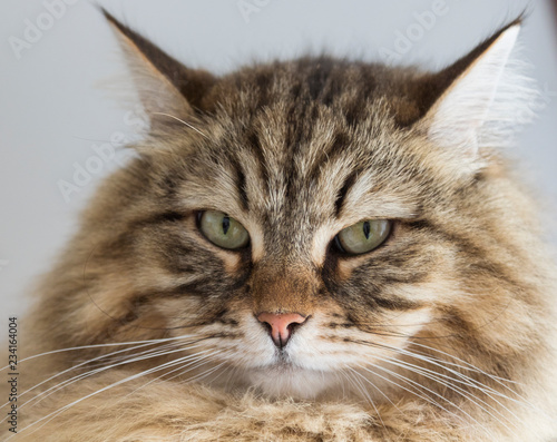 Beautiful foreground of a siberian cat, brown tabby male