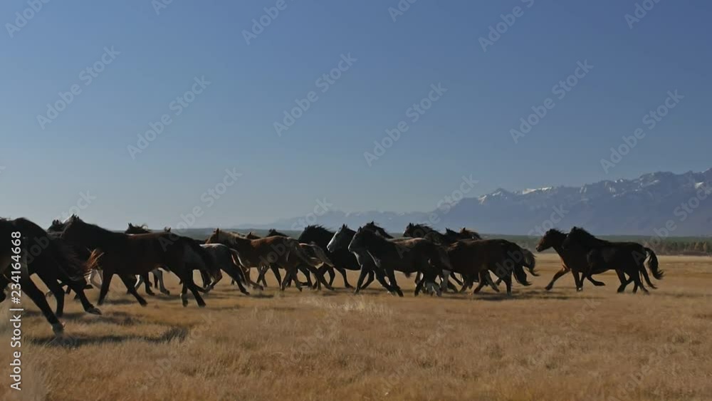 Walking and running horse. Horses moves slowly against the background of the grazing herd. Herd of horses running on the steppes in background snow-capped mountain. Slow Motion at rate of 180 fps. Walking and running horse. Horses moves slowly against the background of the grazing herd. Herd of horses running on the steppes in background snow-capped mountain. Slow Motion at rate of 180 fps.