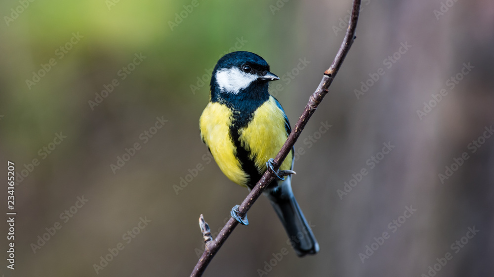 Great Tit perching on the twig Great Tit perching on the twig