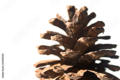 Pine cone isolated on white background. Christmas cone