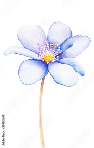 Close-up of Blue Flower Petals, Flower watercolor, Flower wallpaper, Petal, Flower watercolor illustration. © Matatan