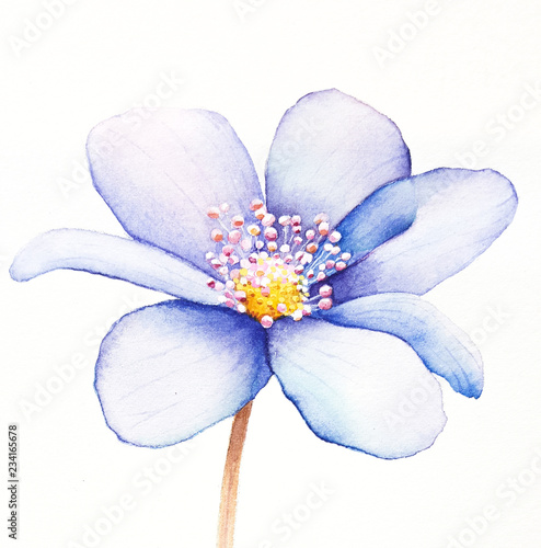 Close-up of Blue Flower Petals, Flower watercolor, Flower wallpaper, Petal, Flower watercolor illustration.