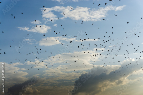Seagulls. A bunch of flying birds. background of sky and clouds, flying animals.