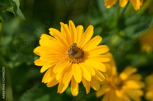 Bumblebee on a yellow flower