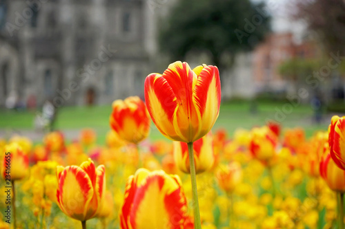 Photography red and yellow tulips in the garden