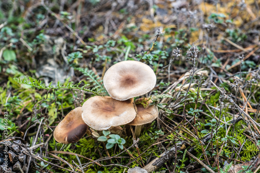 Pilze im Herbst Pilze im Herbst