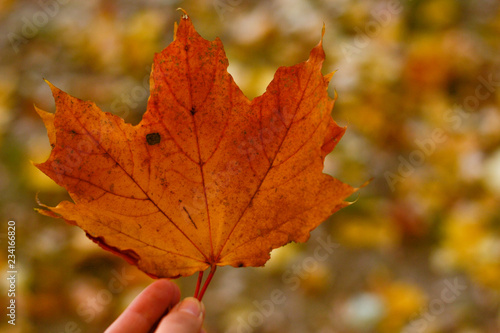 Orange maple leaf in hand on autumn blurred background in warm evening. Dreams concept. Golden season in the year.