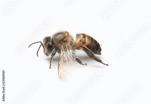 Honey Bee on White Background.