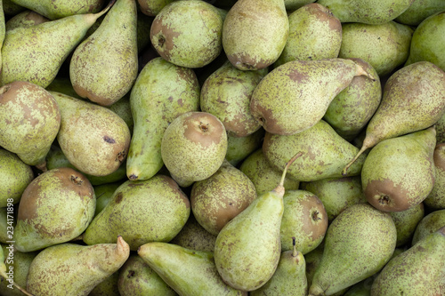many green pears after harvest
