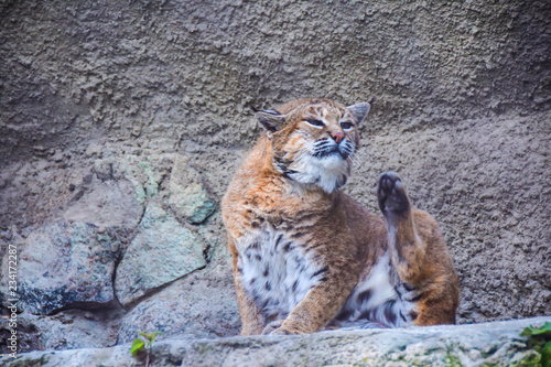 Photography predatory dangerous wild red-haired lynx cat sits on a stone on the background o