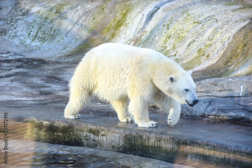 polar polar bear in the aviary on the background of stones and rocks