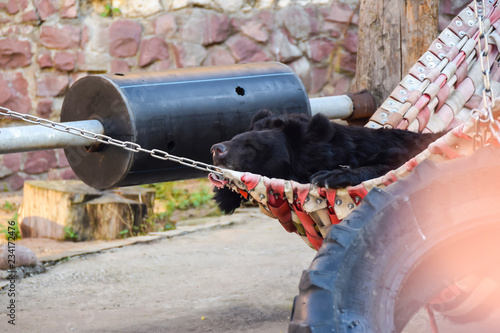 black bear lying in a hammock resting funny cute in the aviary