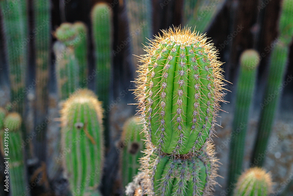 A plump specimen of a cactus garden. A plump specimen of a cactus garden.