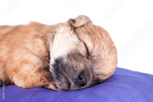 A cute purebred newborn puppy sleeps on a bed cushion for dogs, close up.