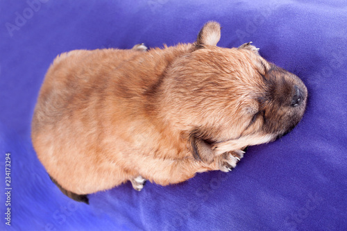 A cute purebred newborn puppy sleeps on a bed cushion for dogs. © Natalya Antoshchenko
