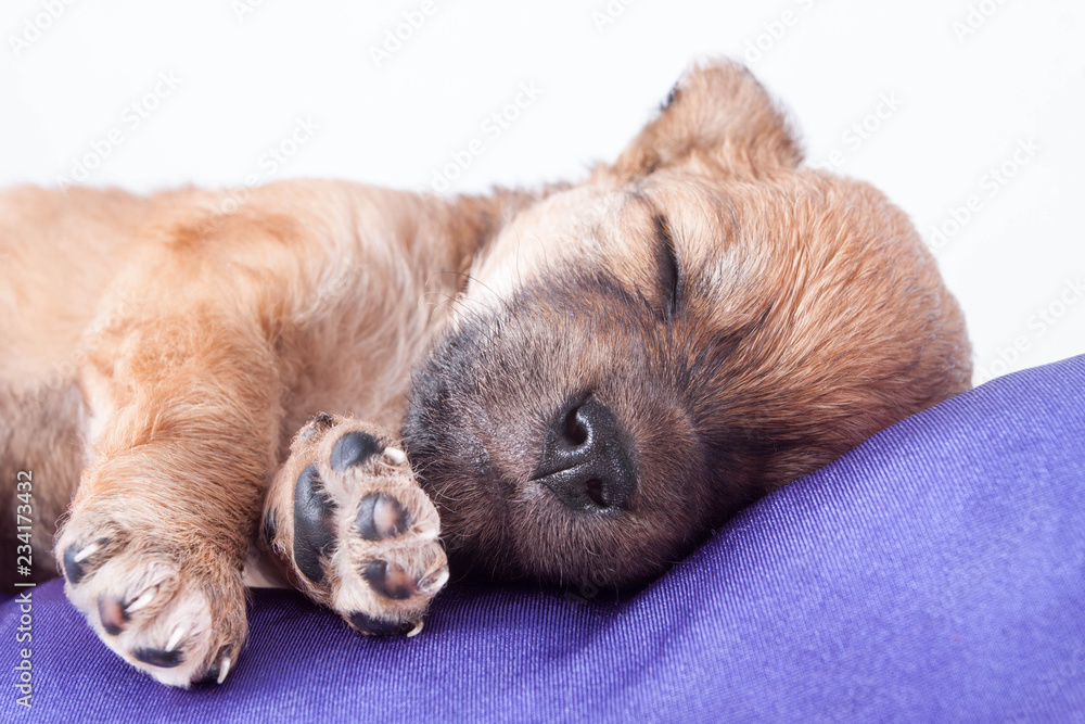 A cute purebred newborn puppy sleeps on a bed cushion for dogs. A cute purebred newborn puppy sleeps on a bed cushion for dogs.