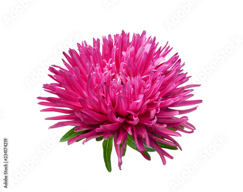Pink aster isolated on white background. Head flower.