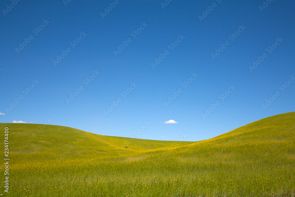 green field and blue sky