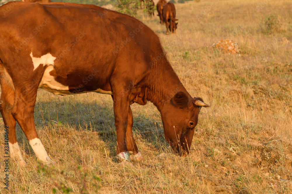 One brown cow graze grass in the middle of the steppe One brown cow graze grass in the middle of the steppe