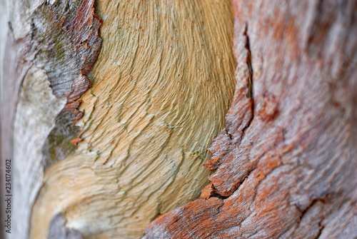 Some curvy grain from the trunk of a eucalyptus tree. photo
